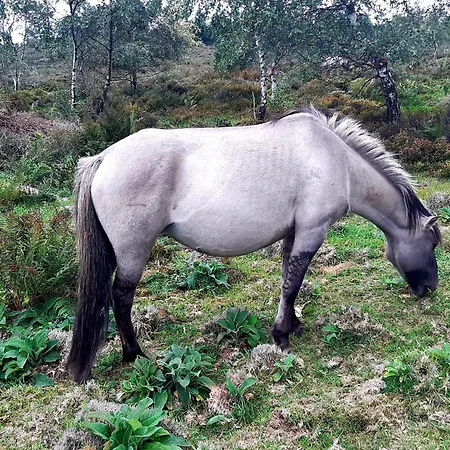 公寓 Schwarzwald Von Oben - Kniebis *