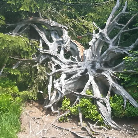 Apartment Schwarzwald Von Oben - Kniebis