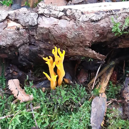 Apartment Schwarzwald Von Oben - Kniebis *