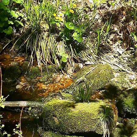 Schwarzwald Von Oben - Kniebis *