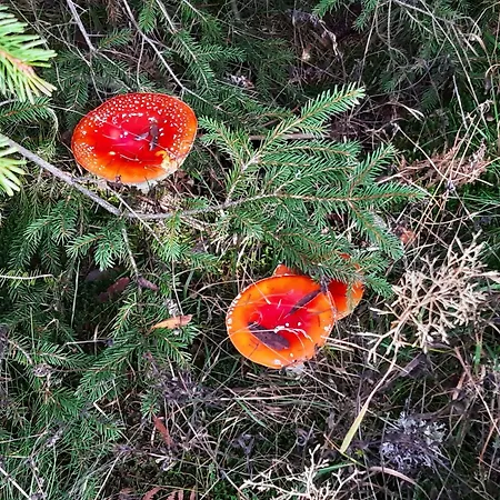 公寓 Schwarzwald Von Oben - Kniebis 弗罗伊登施塔特